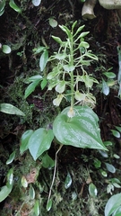 Liparis cordifolia