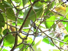 Chalybura buffonii