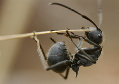Polyrhachis schistacea