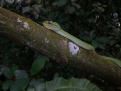 Tropidolaemus subannulatus