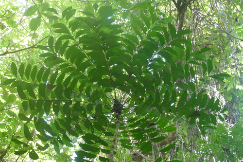 white siris (Ailanthus integrifolia)