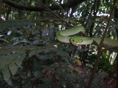 Tropidolaemus subannulatus