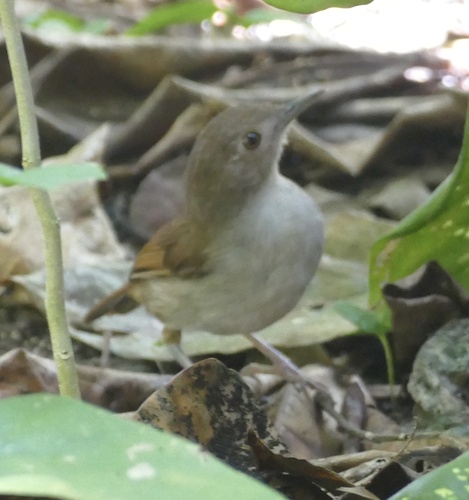 Sulawesi Babbler (Pellorneum celebense), photo 4