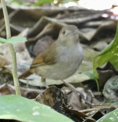 Pellorneum celebense