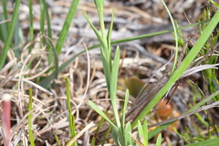 Chironia jasminoides