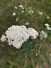 Ozothamnus