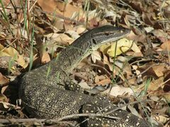Varanus gouldii