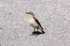 Oenanthe oenanthe