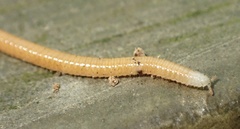 Siphonotidae