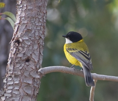 Pachycephala fuliginosa