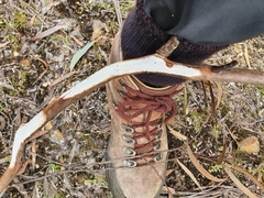 Aleurodiscus sparsus