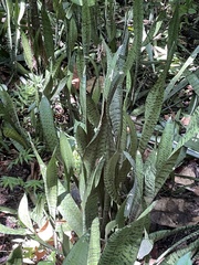 Sansevieria