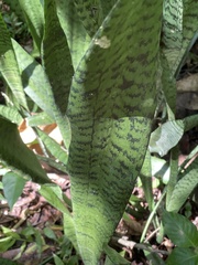 Sansevieria