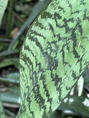 Sansevieria