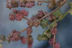 Atriplex portulacoides