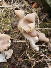 Helvella elastica