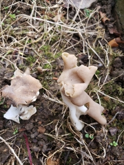 Helvella elastica