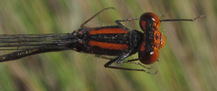 Pseudagrion rufostigma