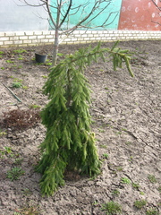 Picea omorika