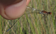 Pseudagrion rufostigma