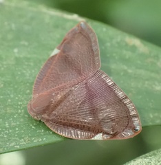 Ricaniinae