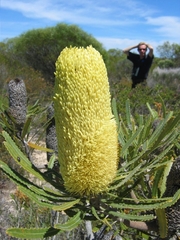 Banksia attenuata