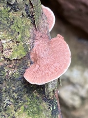 Hapalopilus rutilans