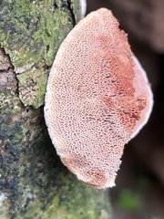 Hapalopilus rutilans