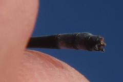 Pseudagrion rufostigma