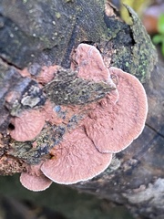 Hapalopilus rutilans