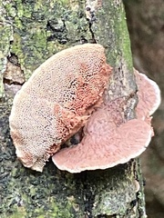 Hapalopilus rutilans