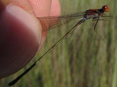 Pseudagrion rufostigma