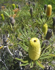 Banksia attenuata