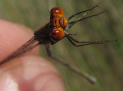 Pseudagrion rufostigma