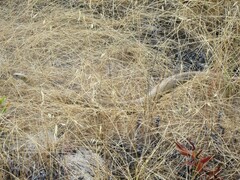 Pseudonaja affinis affinis