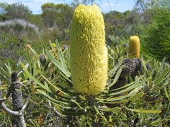 Banksia attenuata