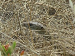 Pseudonaja affinis affinis