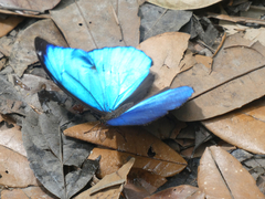 Morpho menelaus menelaus