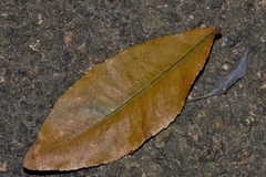 Ochna puberula