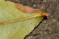 Ochna puberula