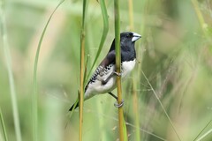 Spermestes bicolor poensis