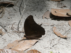 Morpho menelaus menelaus