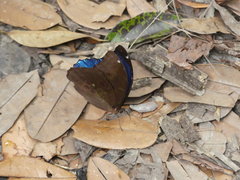 Morpho menelaus menelaus