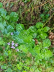 Clinopodium menthifolium image