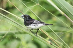 Spermestes bicolor poensis