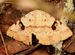 Hypopyra africana