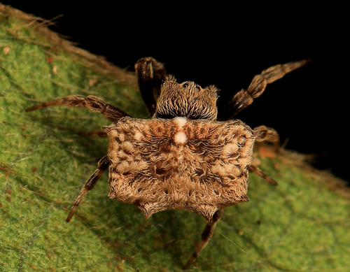 Isoxya testudinaria