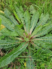 Helminthotheca echioides