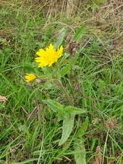 Helminthotheca echioides