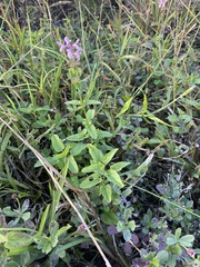Stachys floridana